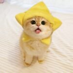 ảnh con mèo cute