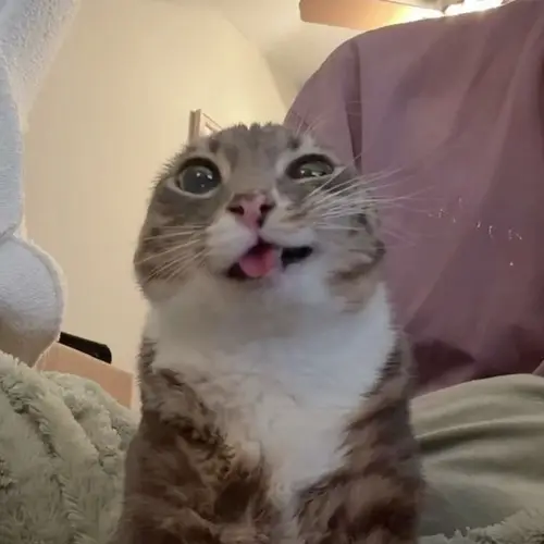 meme mèo cười đểu 10