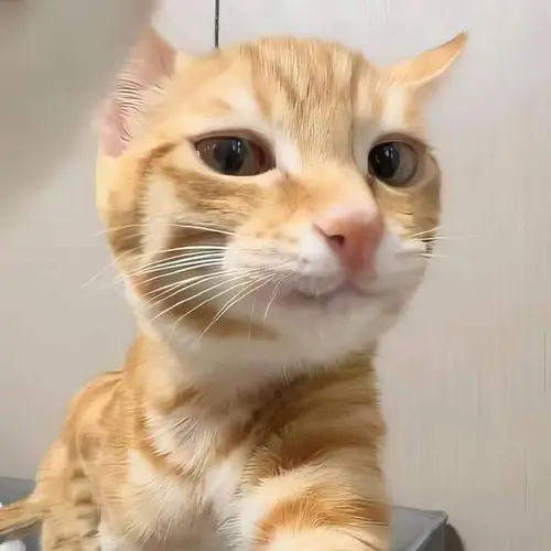 meme mèo cười đểu 11