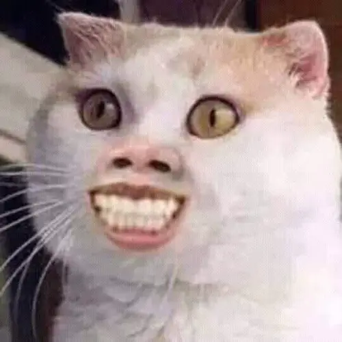 meme mèo cười đểu 12