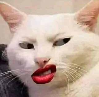 meme mèo cười đểu 13