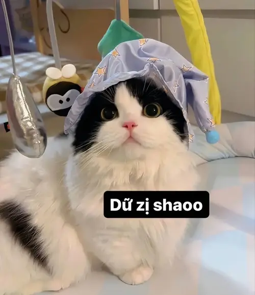 meme mèo cười đểu 14