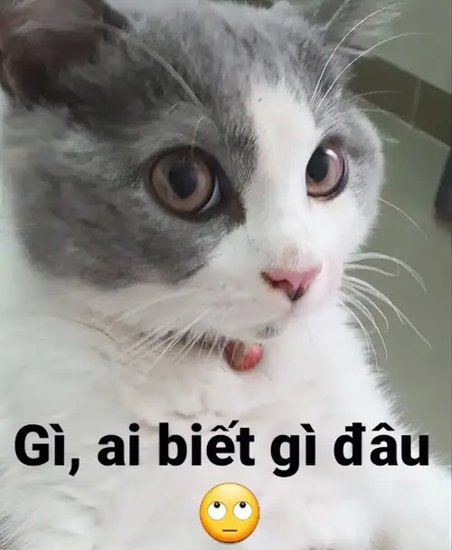 meme mèo cười đểu 15