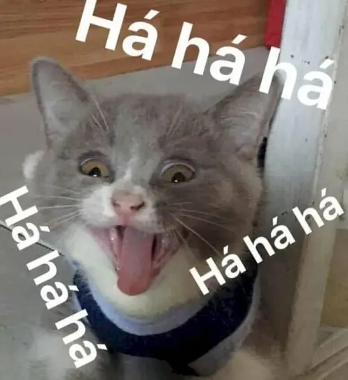 meme mèo cười đểu 16