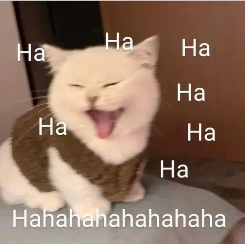 meme mèo cười đểu 17