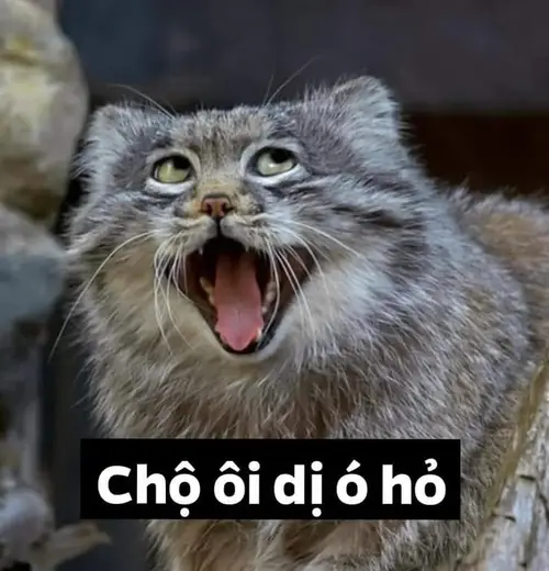 meme mèo cười đểu 18