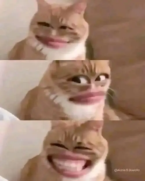 meme mèo cười đểu 19