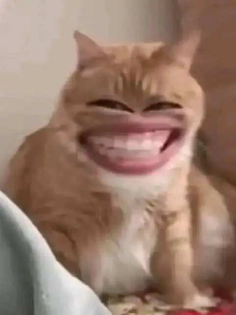 meme mèo cười đểu 2