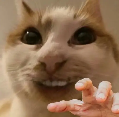 meme mèo cười đểu 20