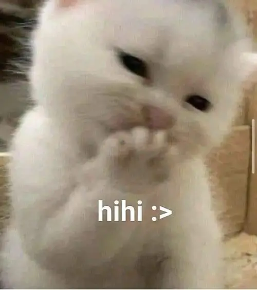 meme mèo cười đểu 22