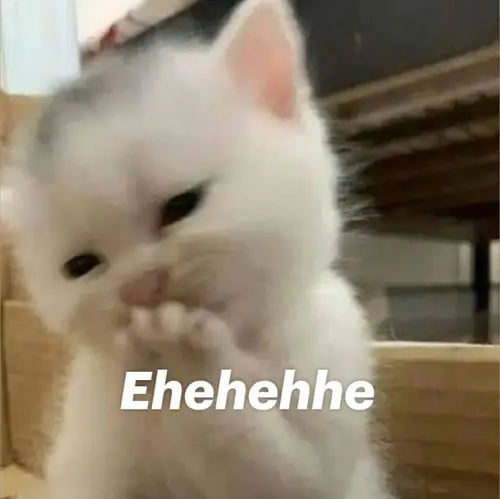 meme mèo cười đểu 23