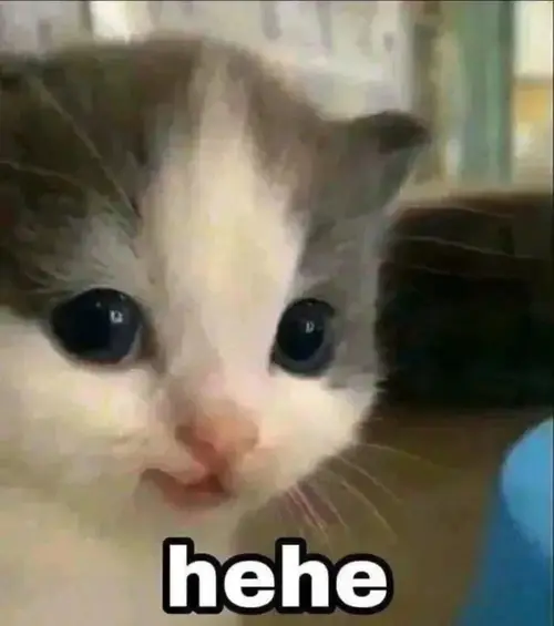 meme mèo cười đểu 24