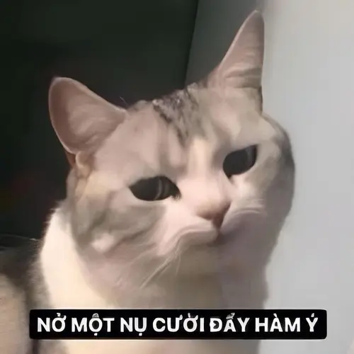 meme mèo cười đểu 25