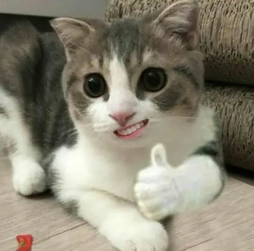 meme mèo cười đểu 26