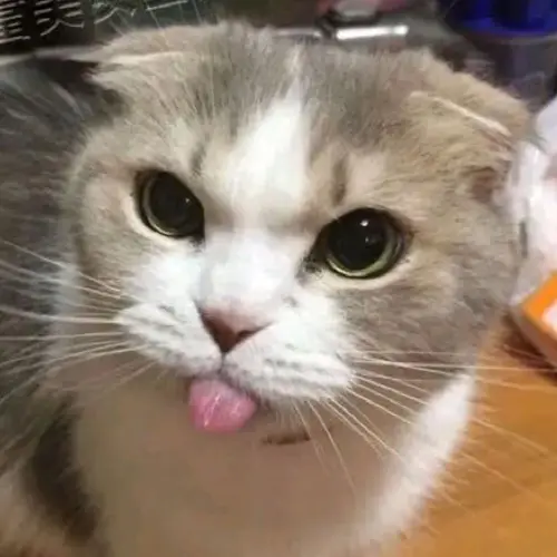 meme mèo cười đểu 27