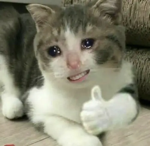 meme mèo cười đểu 29
