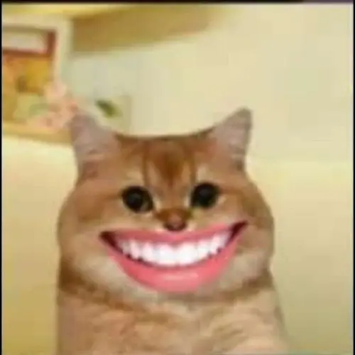 meme mèo cười đểu 3