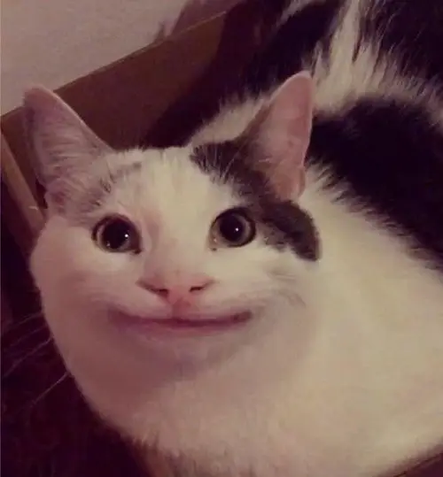 meme mèo cười đểu 30