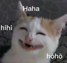 meme mèo cười đểu