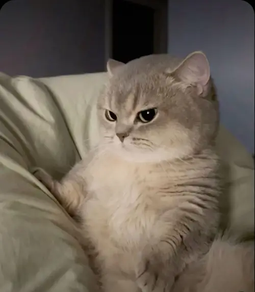 meme mèo cười đểu 6