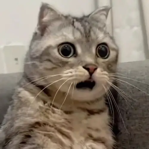 meme mèo cười đểu 7