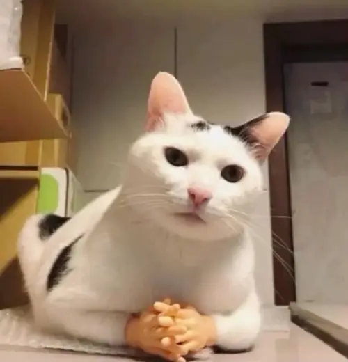 meme mèo cười đểu 8