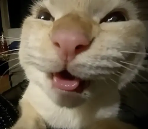 meme mèo cười đểu 9